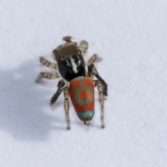 Maratus pavonis at Higgins, ACT - 6 Nov 2022