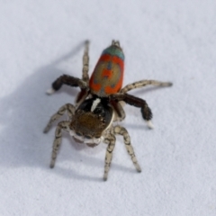 Maratus pavonis at Higgins, ACT - 6 Nov 2022