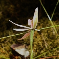 Caladenia carnea (Pink Fingers) at Cotter River, ACT - 29 Nov 2022 by JohnBundock