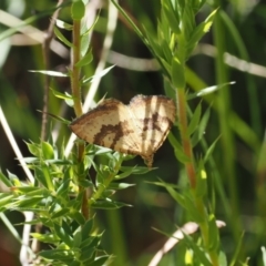 Chrysolarentia insulsata (Insipid Carpet) at Cotter River, ACT - 29 Nov 2022 by RAllen