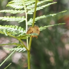 Chrysolarentia insulsata at Cotter River, ACT - 29 Nov 2022 12:33 PM