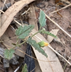 Sida corrugata (Corrugated Sida, Variable Sida) at Fentons Creek, VIC - 15 Jan 2023 by KL