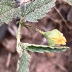 Sida corrugata at Fentons Creek, VIC - suppressed