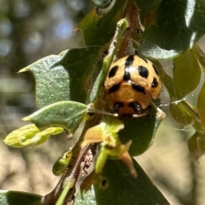 Peltoschema basicollis (Leaf beetle) at Cotter River, ACT - 29 Nov 2022 by Pirom