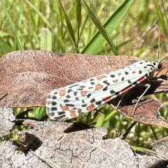 Utetheisa (genus) (A tiger moth) at Namadgi National Park - 29 Nov 2022 by Pirom