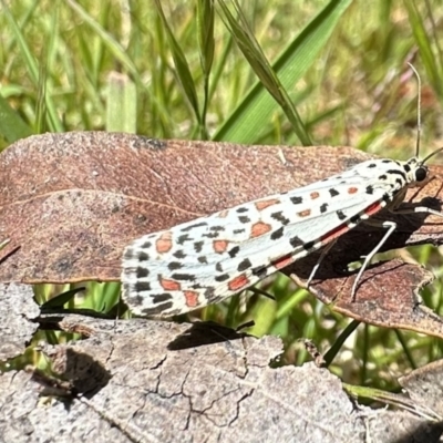 Utetheisa lotrix at Cotter River, ACT - 29 Nov 2022 by Pirom