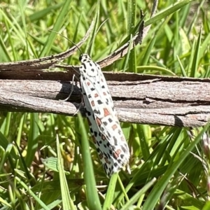 Utetheisa (genus) at Namadgi National Park - 29 Nov 2022 11:03 AM