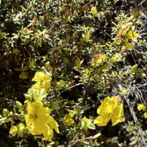 Hibbertia stricta at Cotter River, ACT - 29 Nov 2022