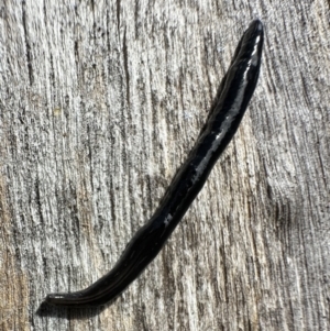 Parakontikia ventrolineata at Cotter River, ACT - 29 Nov 2022