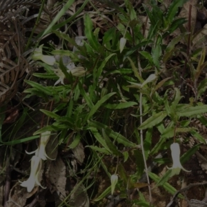 Billardiera mutabilis at Cotter River, ACT - 29 Nov 2022