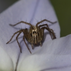 Oxyopes (genus) (Lynx spider) at Melba, ACT - 20 Sep 2022 by naturedude
