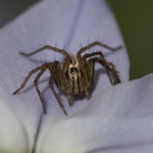 Oxyopes sp. (genus) at Melba, ACT - 20 Sep 2022 02:44 PM