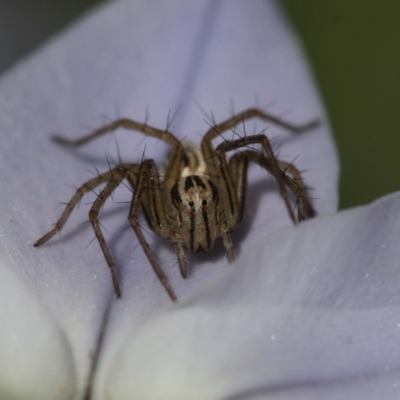 Oxyopes sp. (genus) (Lynx spider) at Melba, ACT - 20 Sep 2022 by naturedude