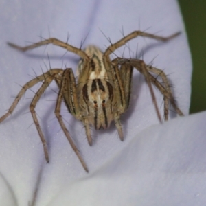 Oxyopes sp. (genus) at Melba, ACT - 20 Sep 2022