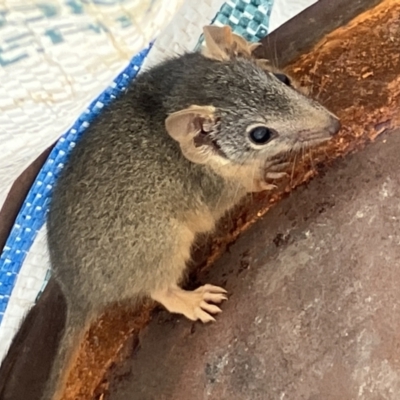 Antechinus flavipes (Yellow-footed Antechinus) at Suttons Dam - 22 Nov 2022 by KL