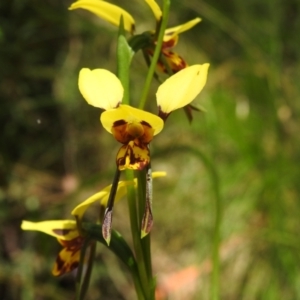 Diuris sulphurea at Cotter River, ACT - 29 Nov 2022