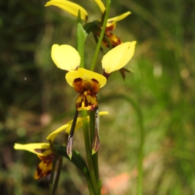 Diuris sulphurea (Tiger Orchid) at Cotter River, ACT - 29 Nov 2022 by JohnBundock