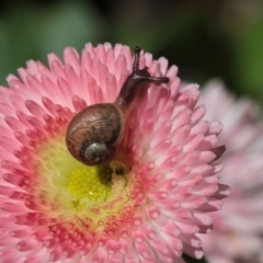 Cornu aspersum (Common Garden Snail) at Melba, ACT - 16 Oct 2022 by naturedude