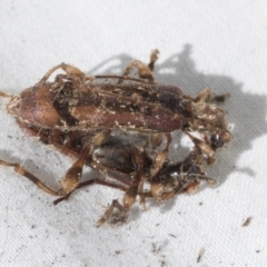 Tessaromma undatum (Velvet eucalypt longhorn beetle) at Higgins, ACT - 2 Oct 2022 by AlisonMilton