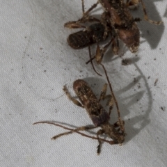 Tessaromma undatum at Higgins, ACT - 2 Oct 2022 01:59 PM