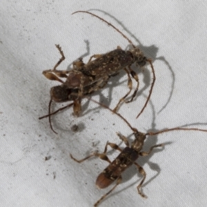 Tessaromma undatum at Higgins, ACT - 2 Oct 2022 01:59 PM