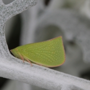 Siphanta acuta at Melba, ACT - 26 Oct 2022 03:28 PM