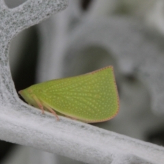 Siphanta acuta (Green planthopper, Torpedo bug) at Melba, ACT - 26 Oct 2022 by naturedude