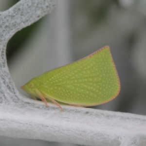 Siphanta acuta at Melba, ACT - 26 Oct 2022 03:28 PM