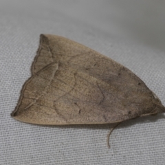 Simplicia armatalis (Crescent Moth) at Higgins, ACT - 13 Nov 2022 by AlisonMilton
