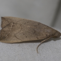 Simplicia armatalis at Higgins, ACT - 13 Nov 2022 12:44 PM