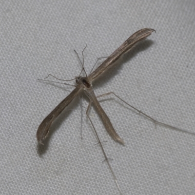 Platyptilia sp. (plume moth) at Higgins, ACT - 14 Nov 2022 by AlisonMilton