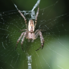 Plebs bradleyi (Enamelled spider) at Melba, ACT - 6 Nov 2022 by naturedude