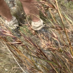 Themeda triandra at Fentons Creek, VIC - 25 Nov 2022