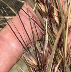 Themeda triandra at Fentons Creek, VIC - 25 Nov 2022