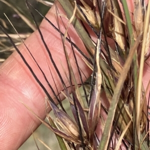 Themeda triandra at Fentons Creek, VIC - 25 Nov 2022