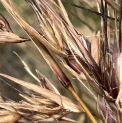 Themeda triandra at Fentons Creek, VIC - 25 Nov 2022