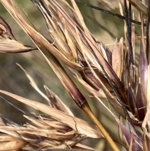 Themeda triandra at Fentons Creek, VIC - 25 Nov 2022