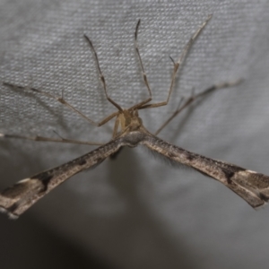 Sinpunctiptilia emissalis at Higgins, ACT - 13 Nov 2022