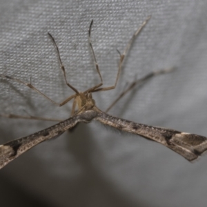 Sinpunctiptilia emissalis at Higgins, ACT - 13 Nov 2022