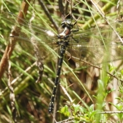 Eusynthemis guttata (Southern Tigertail) at Lower Cotter Catchment - 28 Nov 2022 by JohnBundock