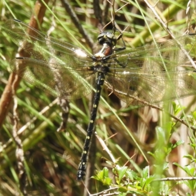 Eusynthemis guttata (Southern Tigertail) at Lower Cotter Catchment - 28 Nov 2022 by JohnBundock