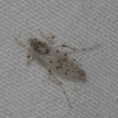Chaoborus ornatipennis (Phantom midge) at Higgins, ACT - 13 Nov 2022 by AlisonMilton