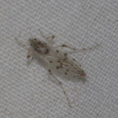 Chaoborus ornatipennis (Phantom midge) at Higgins, ACT - 13 Nov 2022 by AlisonMilton