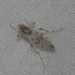 Ablabesmyia sp. (genus) (A non-biting midge) at Higgins, ACT - 13 Nov 2022 by AlisonMilton