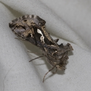 Chrysodeixis argentifera at Higgins, ACT - 14 Nov 2022