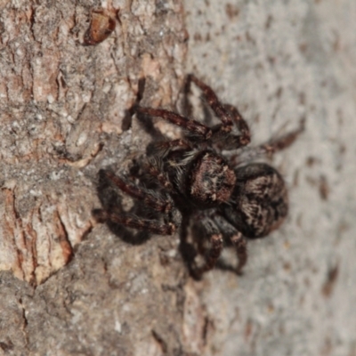 Servaea incana (Hoary Servaea) at Melba, ACT - 9 Nov 2022 by naturedude