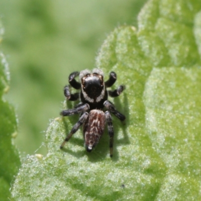 Maratus griseus (Jumping spider) at Melba, ACT - 12 Nov 2022 by naturedude