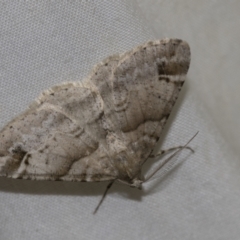 Syneora hemeropa (Ring-tipped Bark Moth) at Higgins, ACT - 13 Nov 2022 by AlisonMilton