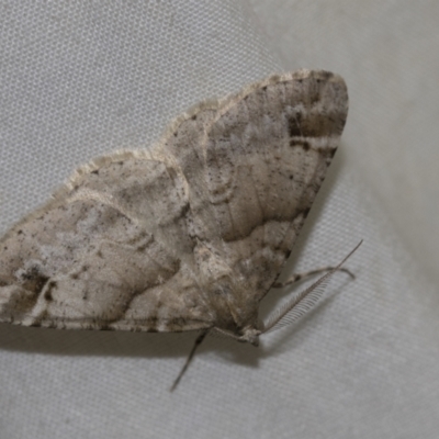 Syneora hemeropa (Ring-tipped Bark Moth) at Higgins, ACT - 13 Nov 2022 by AlisonMilton