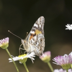 Vanessa kershawi (Australian Painted Lady) at Higgins, ACT - 7 Nov 2022 by AlisonMilton